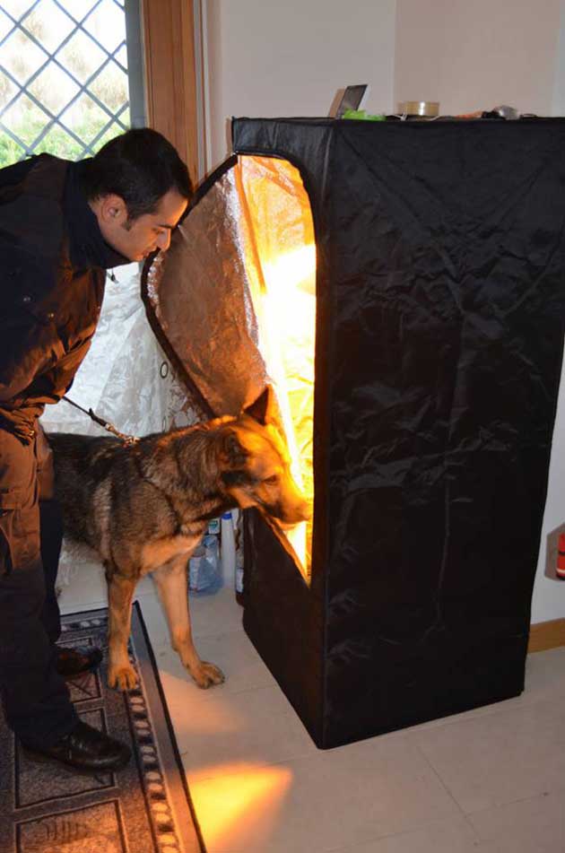 Roma Prenestino. Coltivazione casalinga di marijuana, arrestato dalla Polizia uno spacciatore di 28 anni