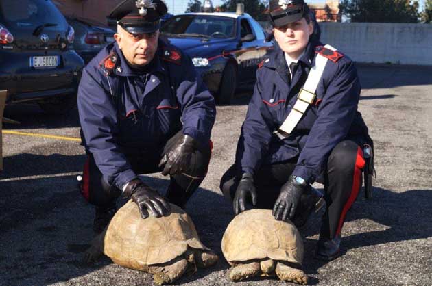 Le due tartarughe recuperate a casa dei due arrestati