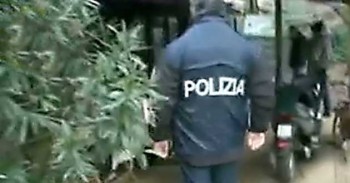 Serra per la coltivazione di marijuana in un pollaio