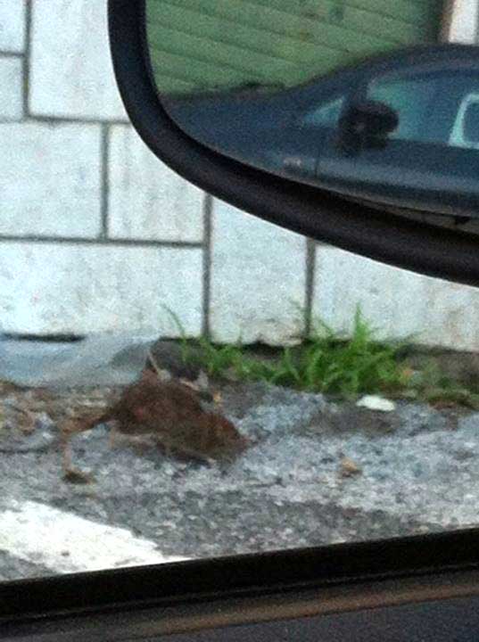 Colleferro. Topo a diporto in pieno centro 04