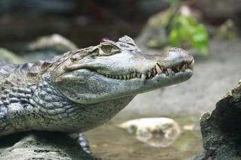 Caimano dagli occhiali