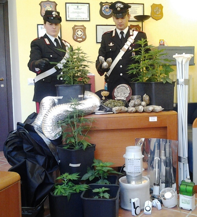 L'attrezzatura e la marijuana sequestrata dai Carabinieri