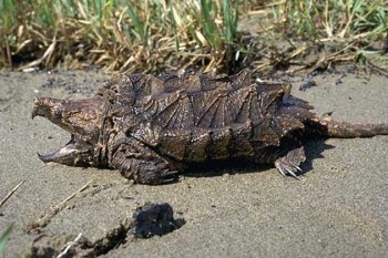 tartaruga alligatore