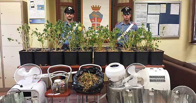 Le piante di marijuana sequestrate dai Carabinieri di Tivoli