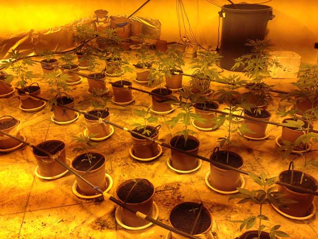 lariano – coltivatore diretto di marijuana arrestato dai carabinieri. 40 piante sequestrate.