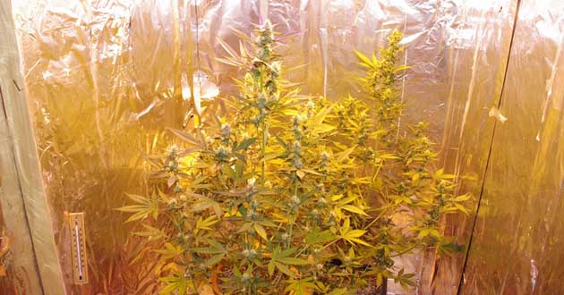 Il materiale sequestrato dai Carabinieri di Alatri