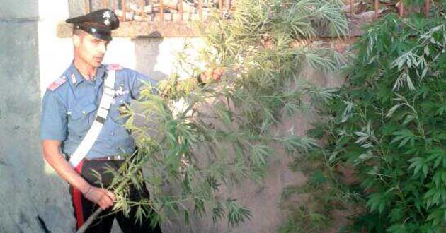 Scoperta dai Carabinieri a Lanuvio una piccola piantagione di canapa indiana nel giardino di un’abitazione