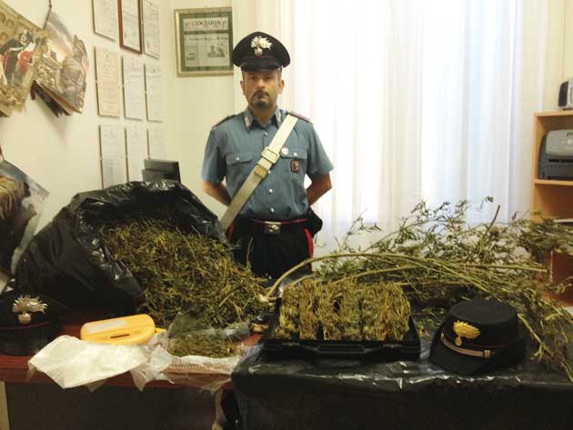 Serrone. La marijuana sequestrata dai Carabinieri di Piglio