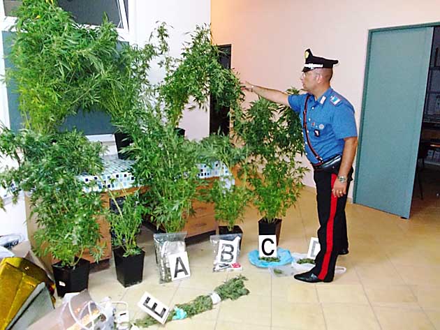Le piante di cannabis indica sequestrate dai Carabinieri a Casape