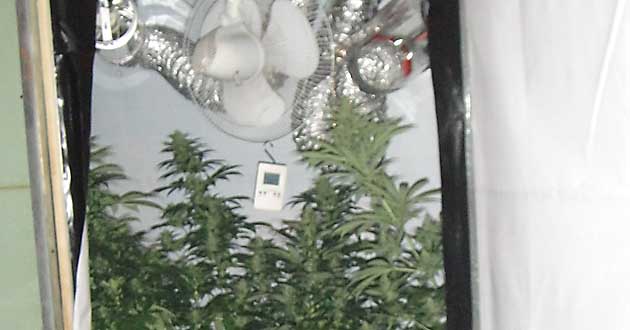 La “serra” di marijuana” sequestrata dai Carabinieri a Rocca Priora