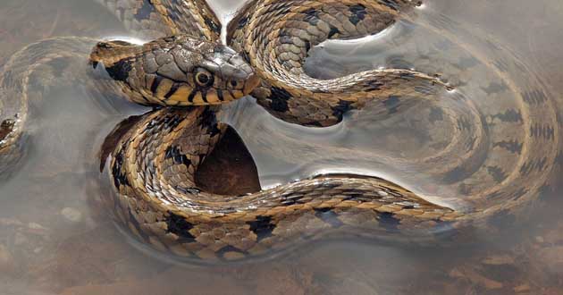 Natrix la biscia dal collare