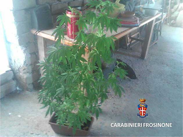 Le piante di marijuana sottoposte a sequestro dai Carabinieri di Frosinone Scalo