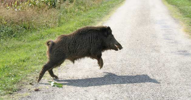 Un cinghiale attraversa la strada