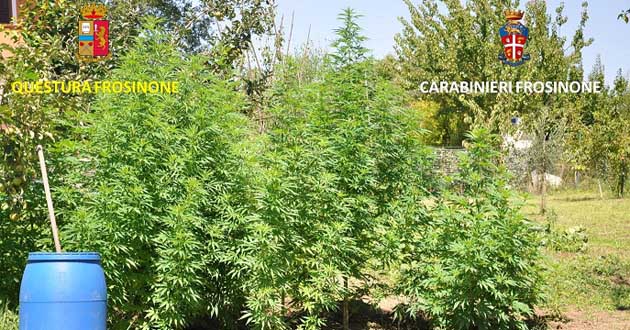 piante-marijuana-carabinieri-polizia-fr