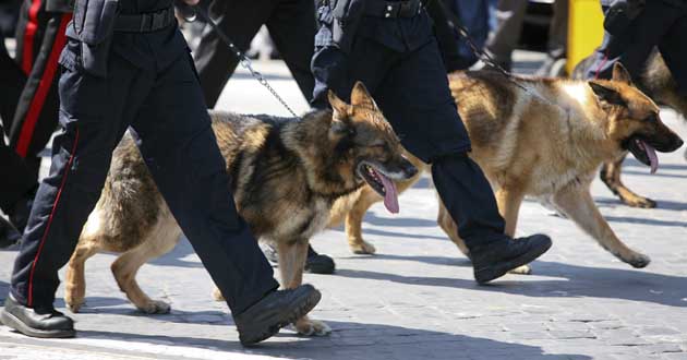 Carabinieri unita cinofile Carabinieri unita cinofile