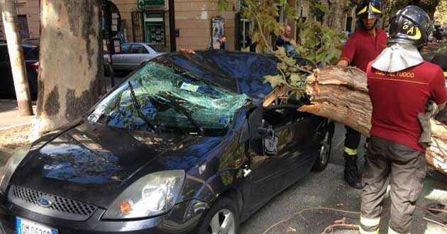 Ford Fiesta colpita dal ramo