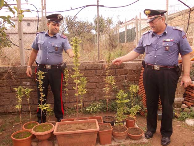 Le piante di marijuana sequestrate dai Carabinieri