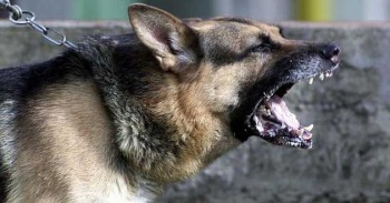 pastore tedesco aggressivo