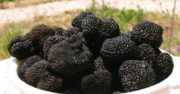 tartufo nero
