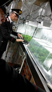 La serra di marijuana scoperta dai Carabinieri a Labico