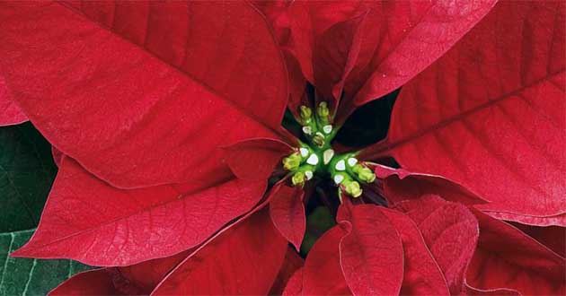 Stelle di Natale dell’Ail