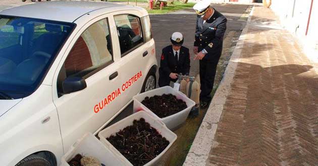 ricci-di-mare-guardia-costiera