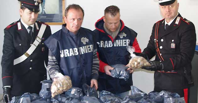 Le capsule di papavero da oppio sequestrate dai Carabinieri di Anzio