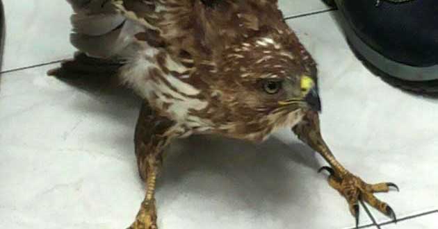 Il rapace recuperato dalla Polfer di Colleferro