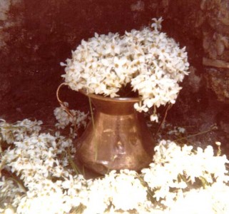 vaso con narcisi anni 80-630