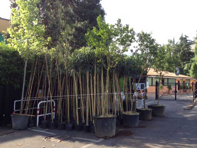 Il Partito del Cuore dona 150 alberi al Comune di Colleferro