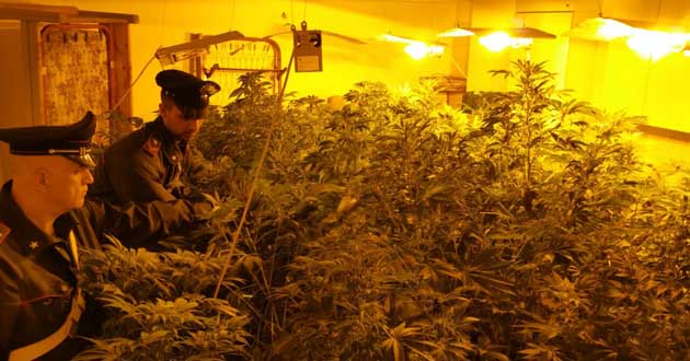 La piantagione di marijuana scoperta dai Carabinieri di Frascati a Giardinetti