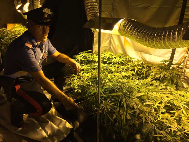 2015_07_23 CASSIA - 2 Arresti 70 pinate di marijuana e 1,5 kg hashish (1)-630