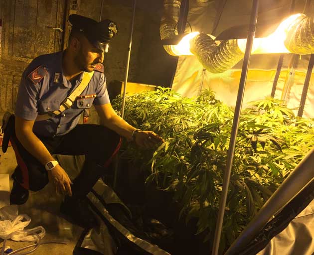 2015_07_23 CASSIA - 2 Arresti 70 pinate di marijuana e 1,5 kg hashish (2)-630