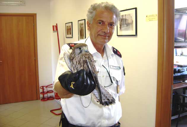 Polizia-Locale-Colleferro-salvataggio-falchetto