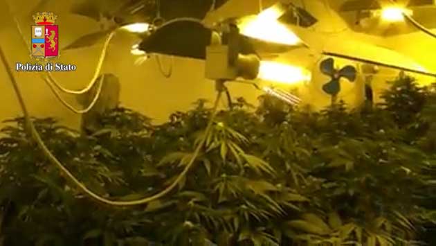 Albano-coltivazione-marijuana-630