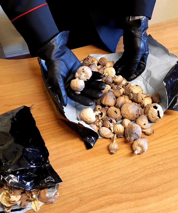 ANZIO - I bulbi di papavero da oppio sequestrati dai Carabinieri (1) 720