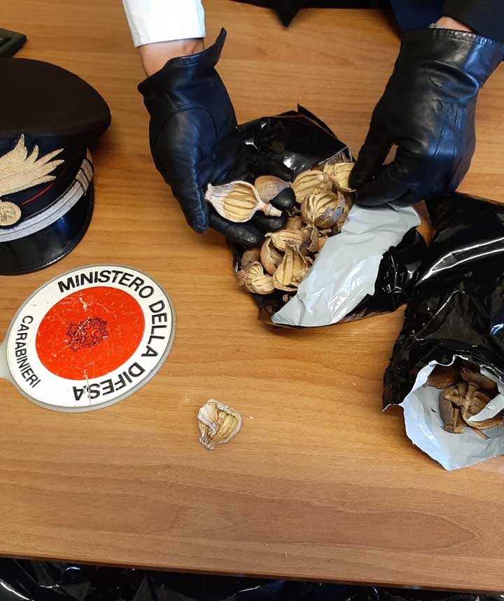 ANZIO - I bulbi di papavero da oppio sequestrati dai Carabinieri (2)720
