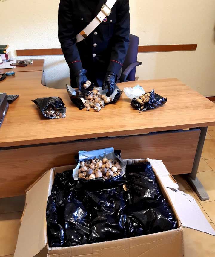 ANZIO - I bulbi di papavero da oppio sequestrati dai Carabinieri (3) 720