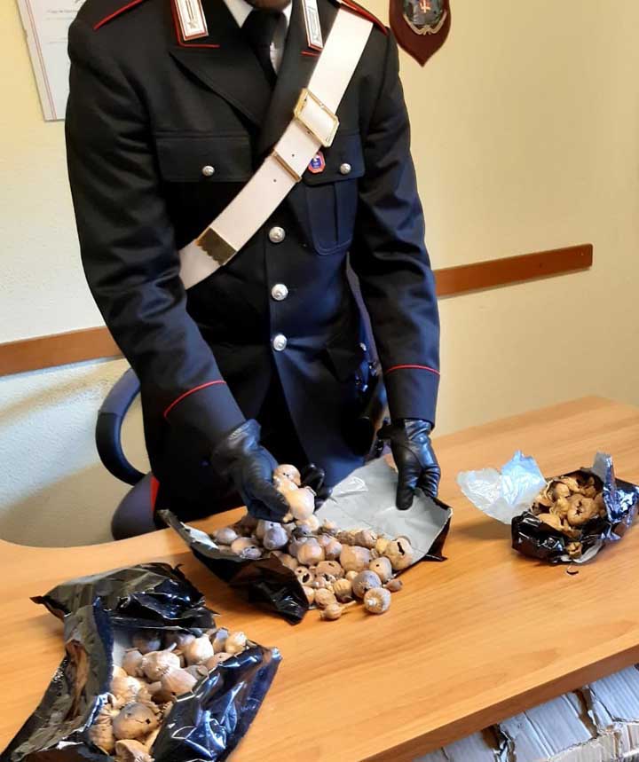 ANZIO - I bulbi di papavero da oppio sequestrati dai Carabinieri (4) 720