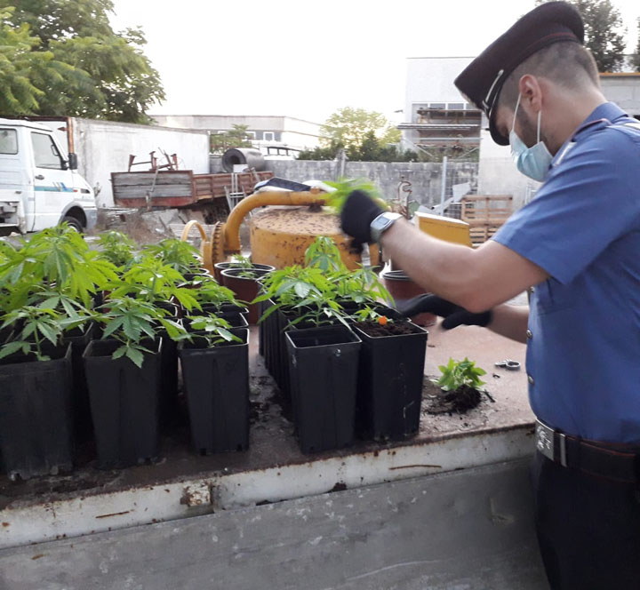 ANZIO - La droga sequestrata dai Carabinieri (3) 720