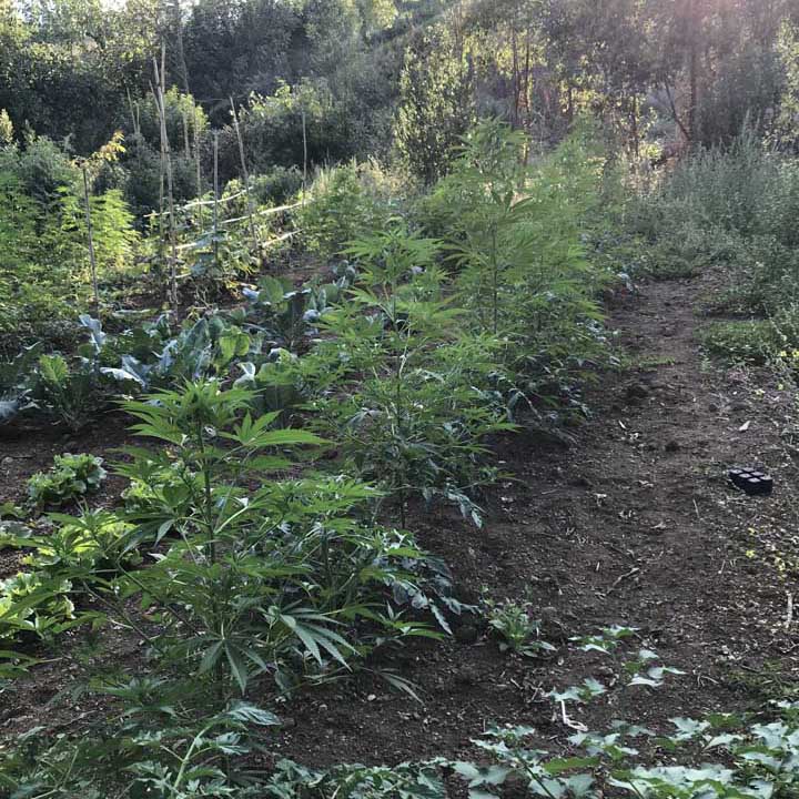 Ardea-GdF-scopre-piantagione-marijuana-01