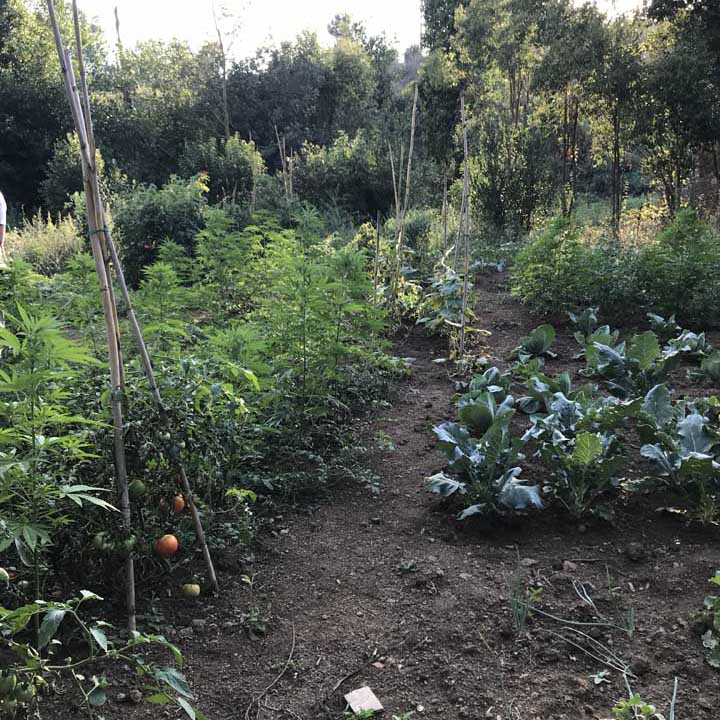 Ardea-GdF-scopre-piantagione-marijuana-02