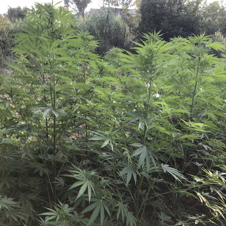 Ardea-GdF-scopre-piantagione-marijuana-03