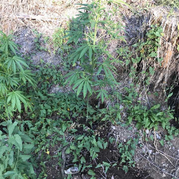 Ardea-GdF-scopre-piantagione-marijuana-04