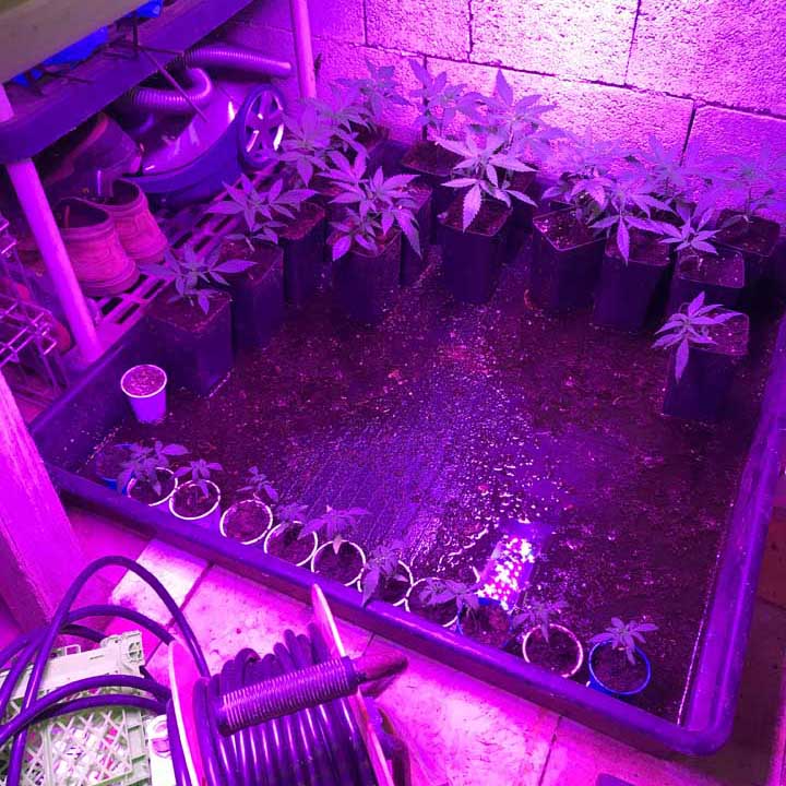 Ardea-GdF-scopre-piantagione-marijuana-05