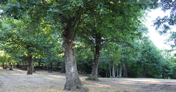 Segni-Concerto-trio-archi-Perugia-16