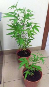 Carabinieri-Alatri-20160831-Foto 2