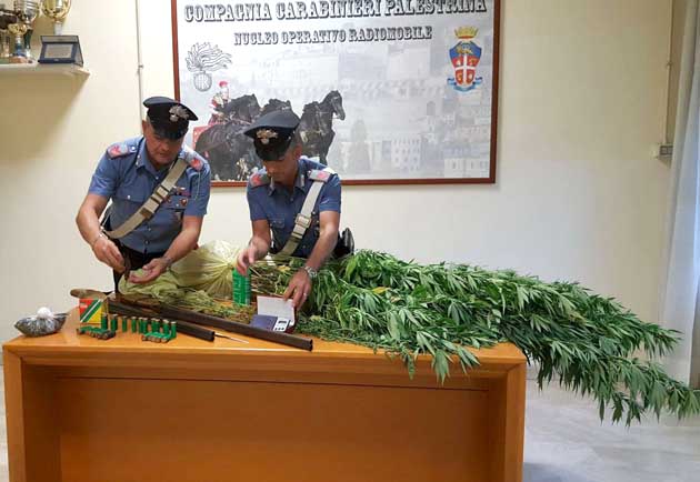 030916 PALESTRINA - Piante e armi sequestrate (3)-f