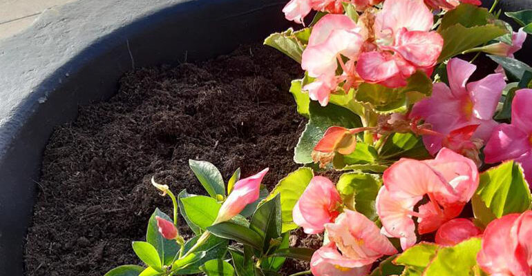 Segni-Terrazza-S-Cintio-8