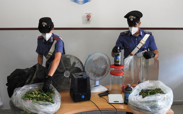 CASSIA - La piantagione sequestrata dai Carabinieri 770(1)